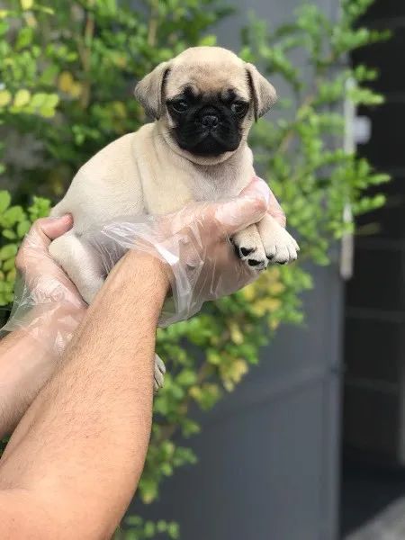 Pug machos e femeas, abricots e pretos,  para maiores informações *