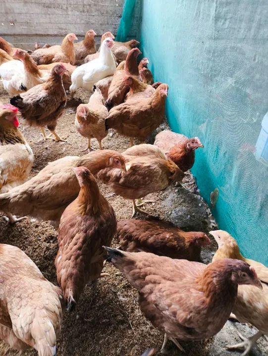 Galinhas botando  - Foto 4