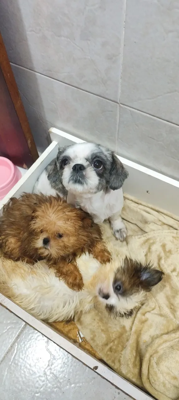 Cachorro filhote