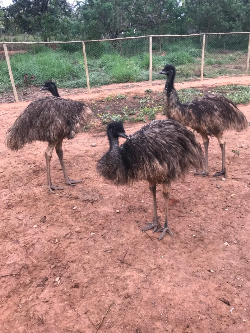 3 Emus disponível