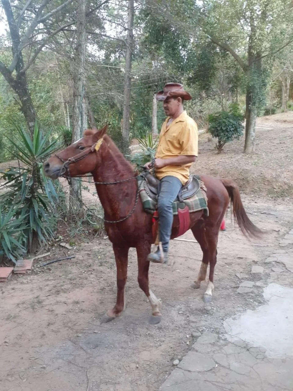 Cavalo