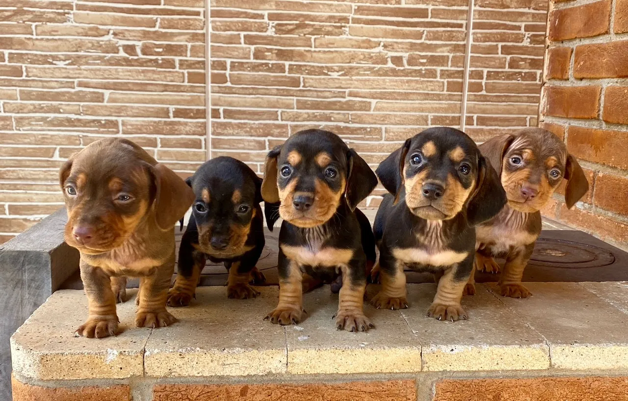 Dachshund à venda mini (filhotes)