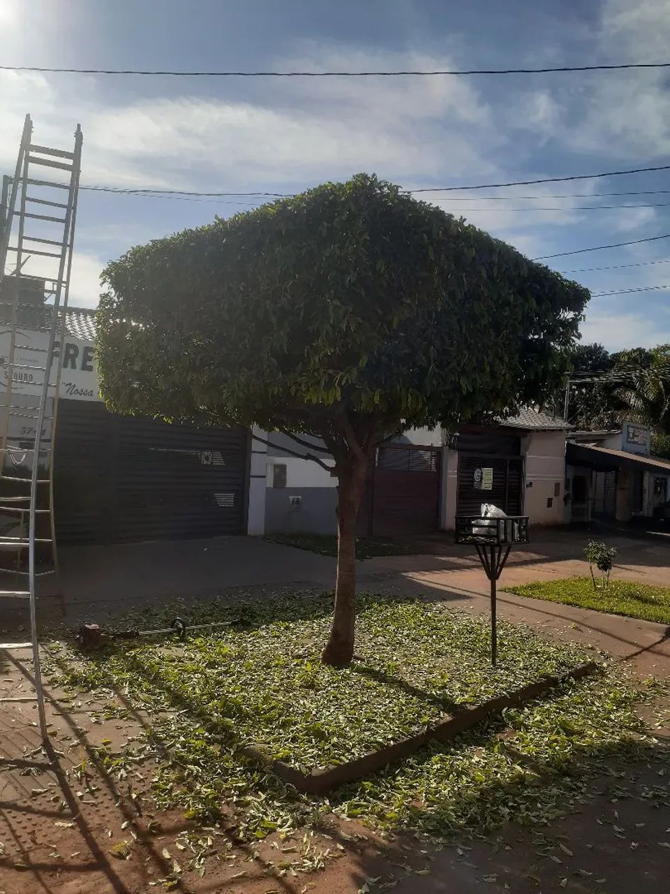 Jardinagem em geral  - Foto 3