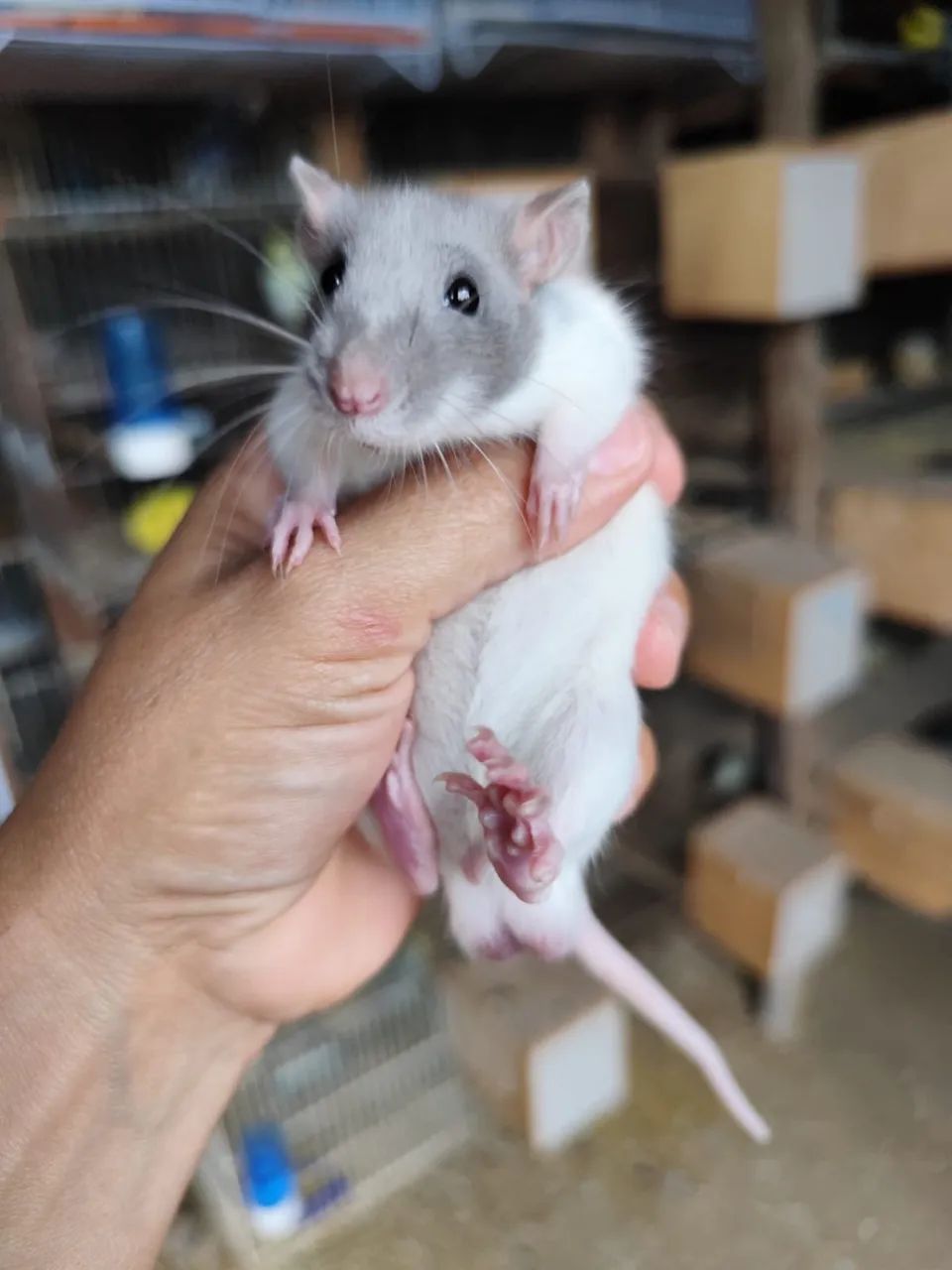 ratos twistter
