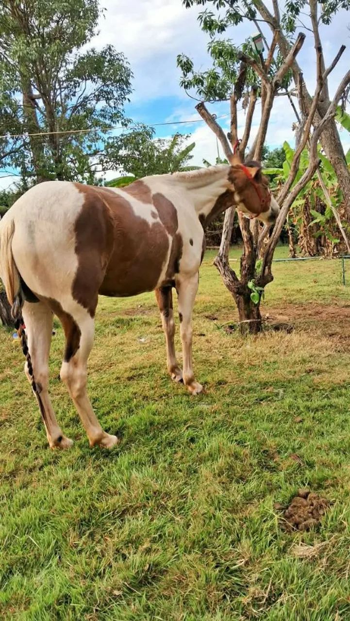 Cavalo  - Foto 4