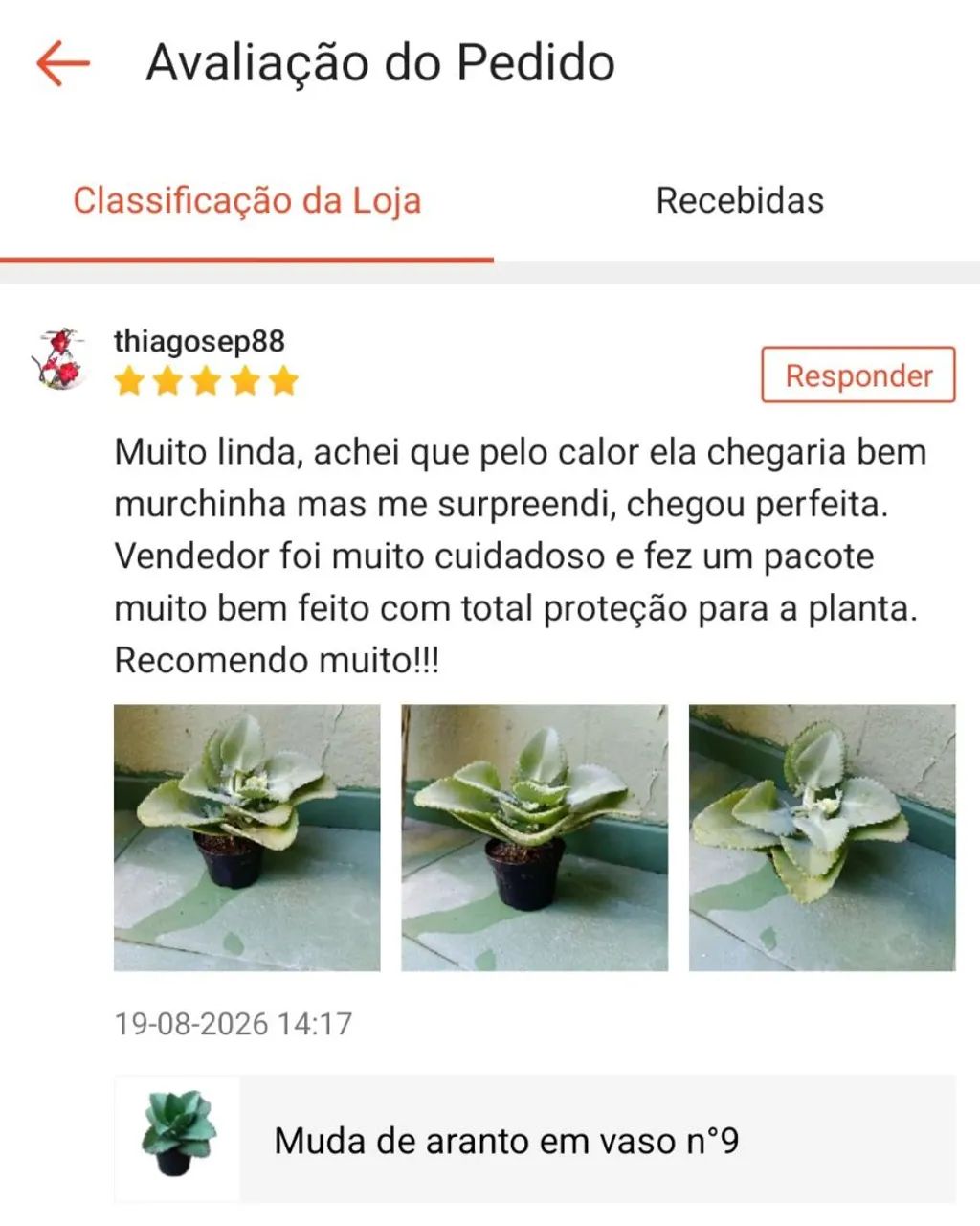 Muda de aranto  - Foto 3