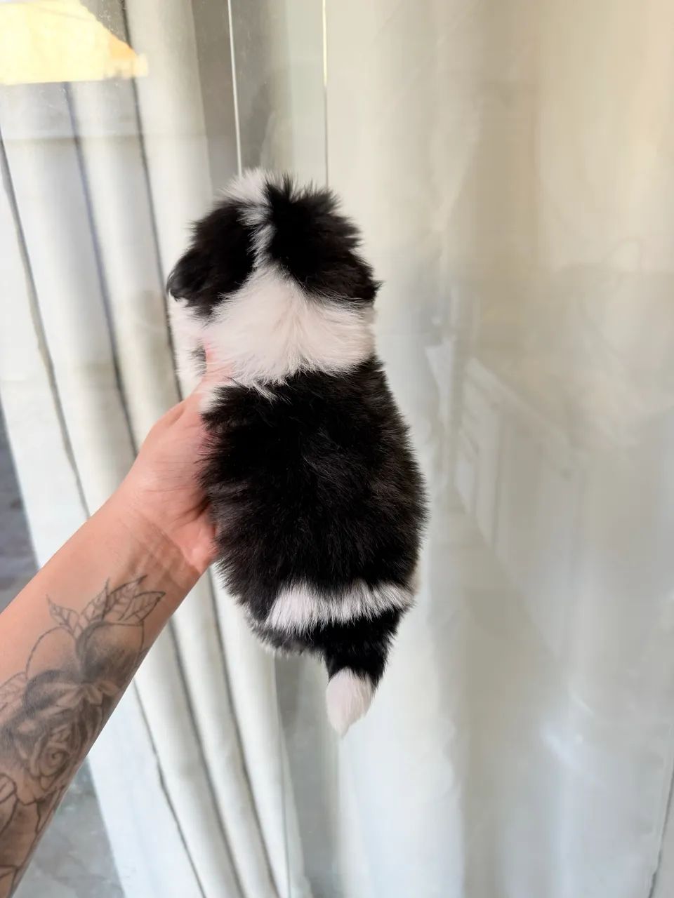 Shitzu mini - Foto 3