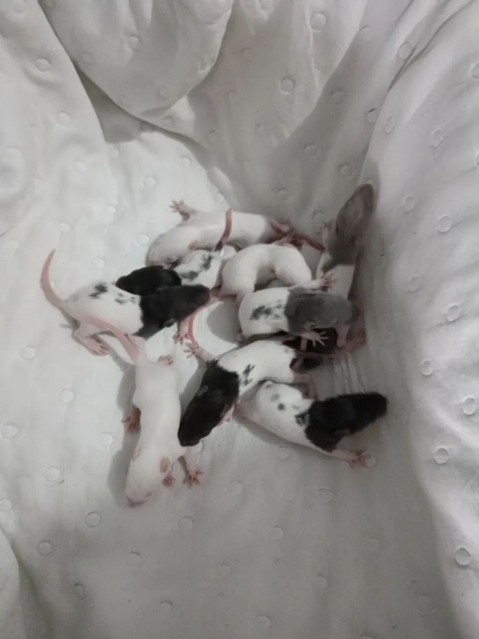 Twister ratinhos de laboratório 