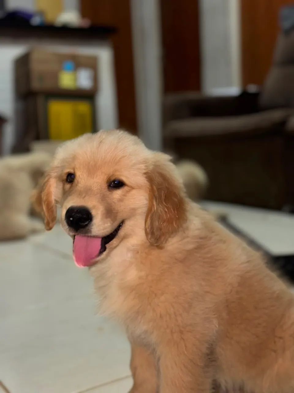 Golden Retriever  - Foto 4