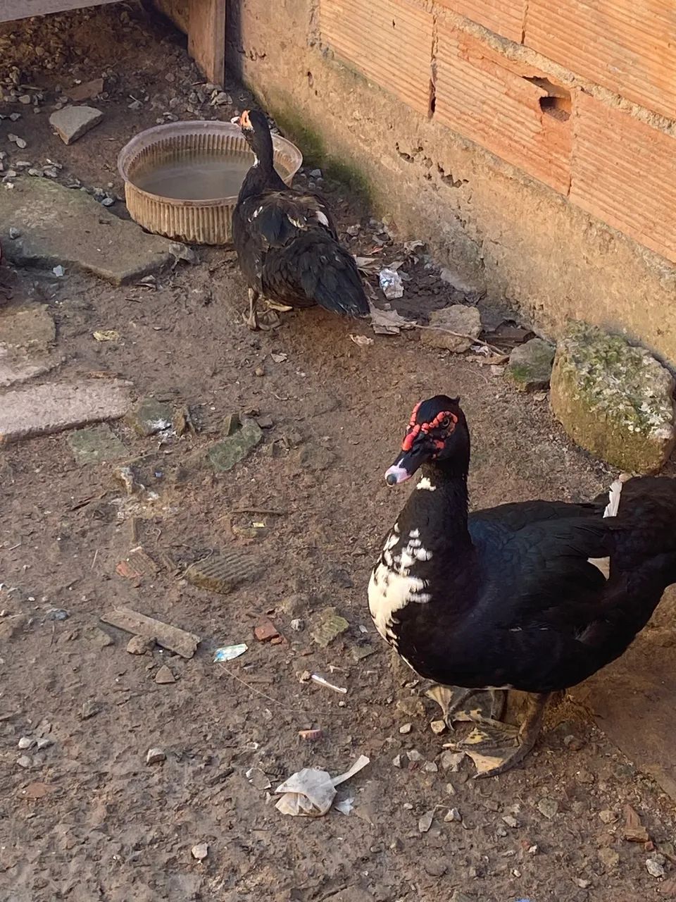 Patos - Foto 2