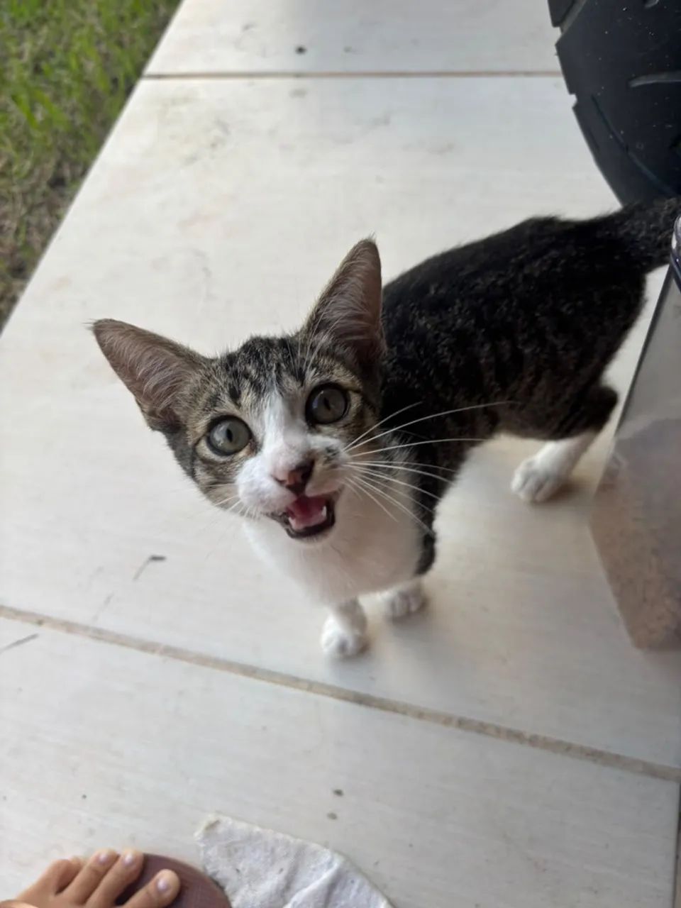 Doação de gato  - Foto 2