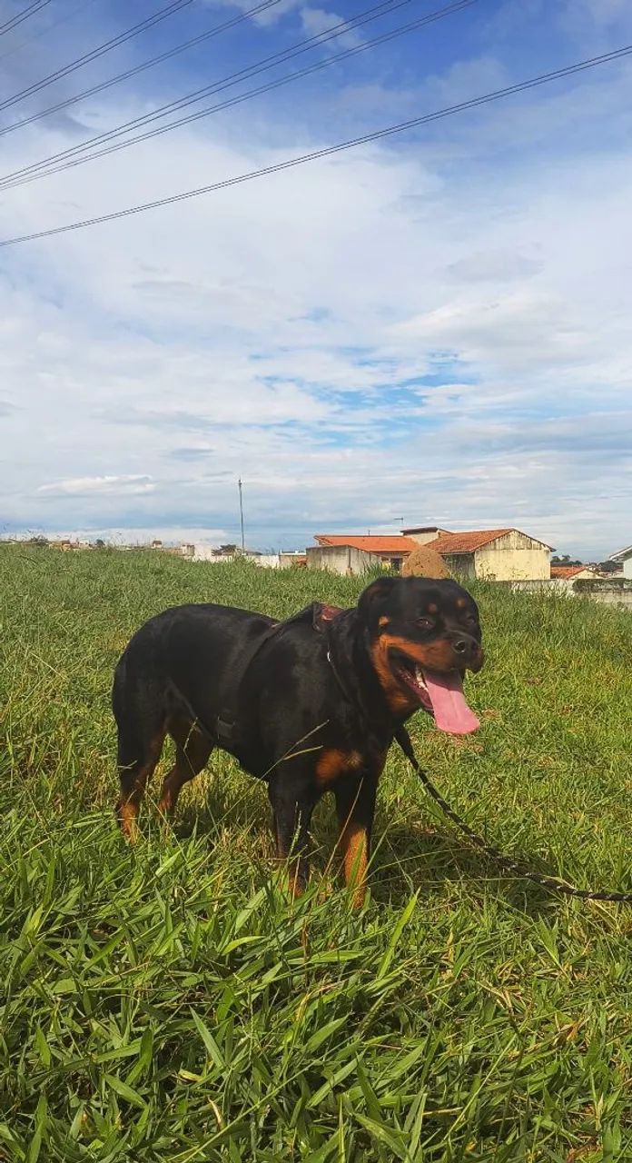 Rottweiler 