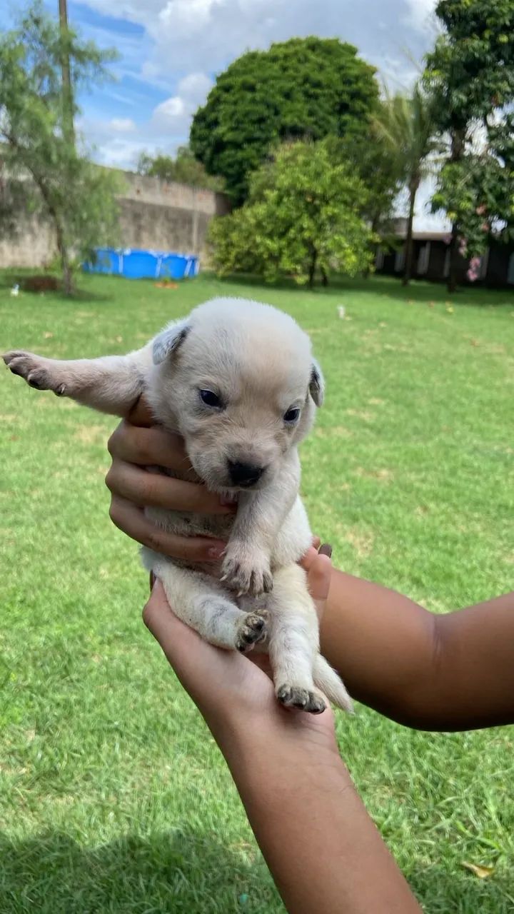 Boiadeiro Australiano/ Blue Heeler  - Foto 4