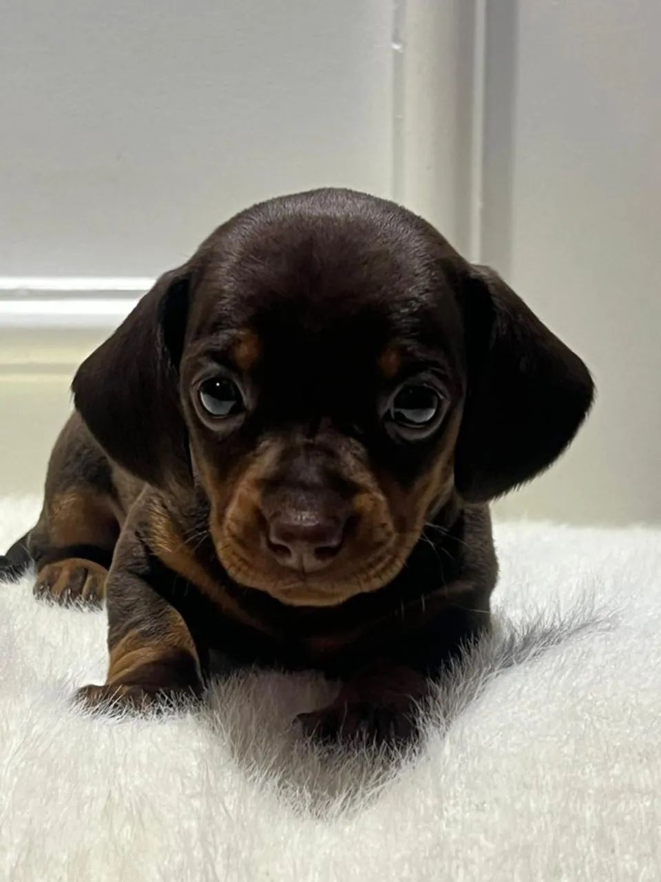 Dachshund lindinho bem amoroso 