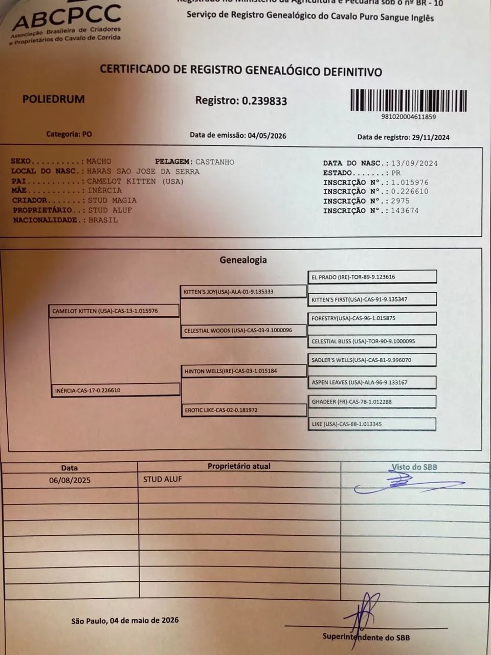Potro puro sangue inglês PSI - Foto 4