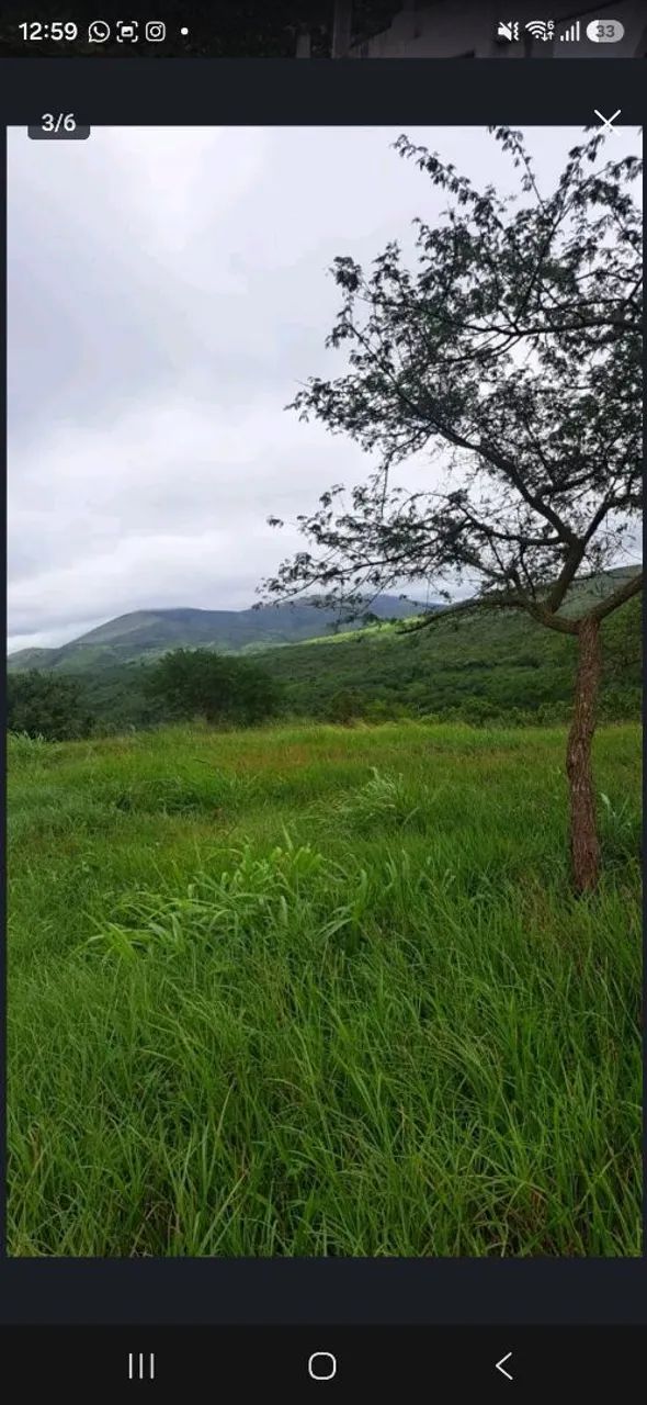 Pasto feito - Povoado Campanha, São Domingos.  - Foto 4