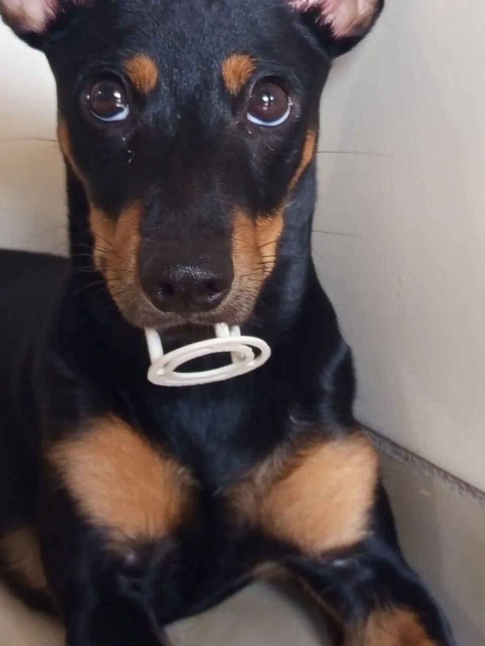 Pincher de 7 meses - Foto 3