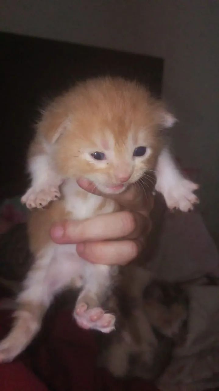 Vendo filhotes de gato persa  - Foto 2