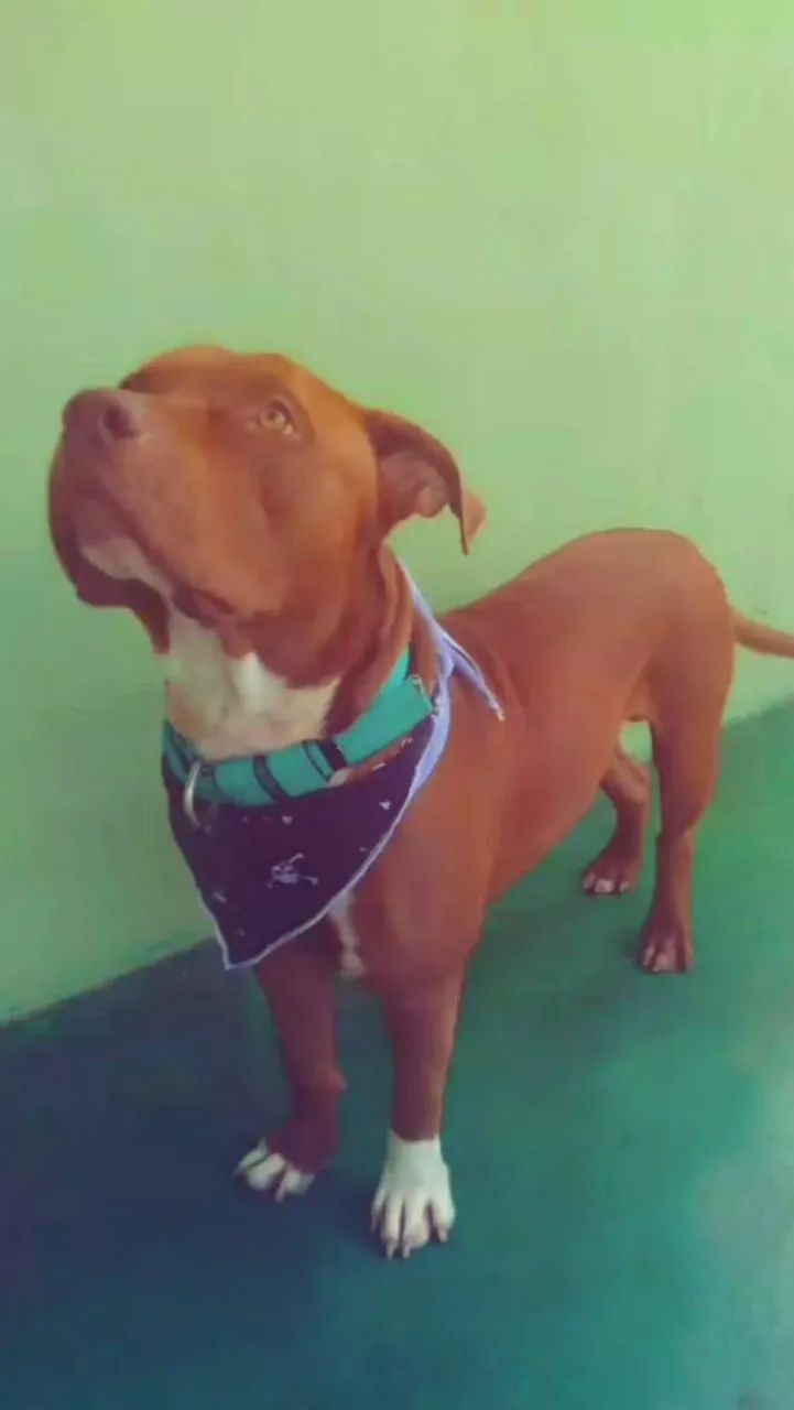 Doação  - Foto 2