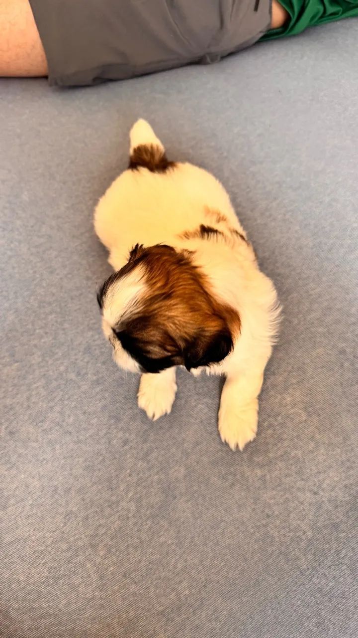 Cachorro shitzu - Foto 2