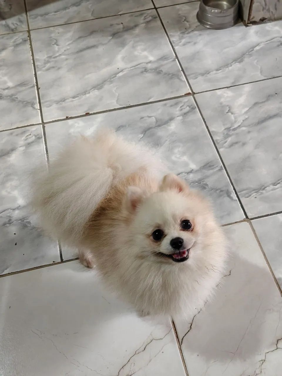 Spitz alemão  - Foto 2