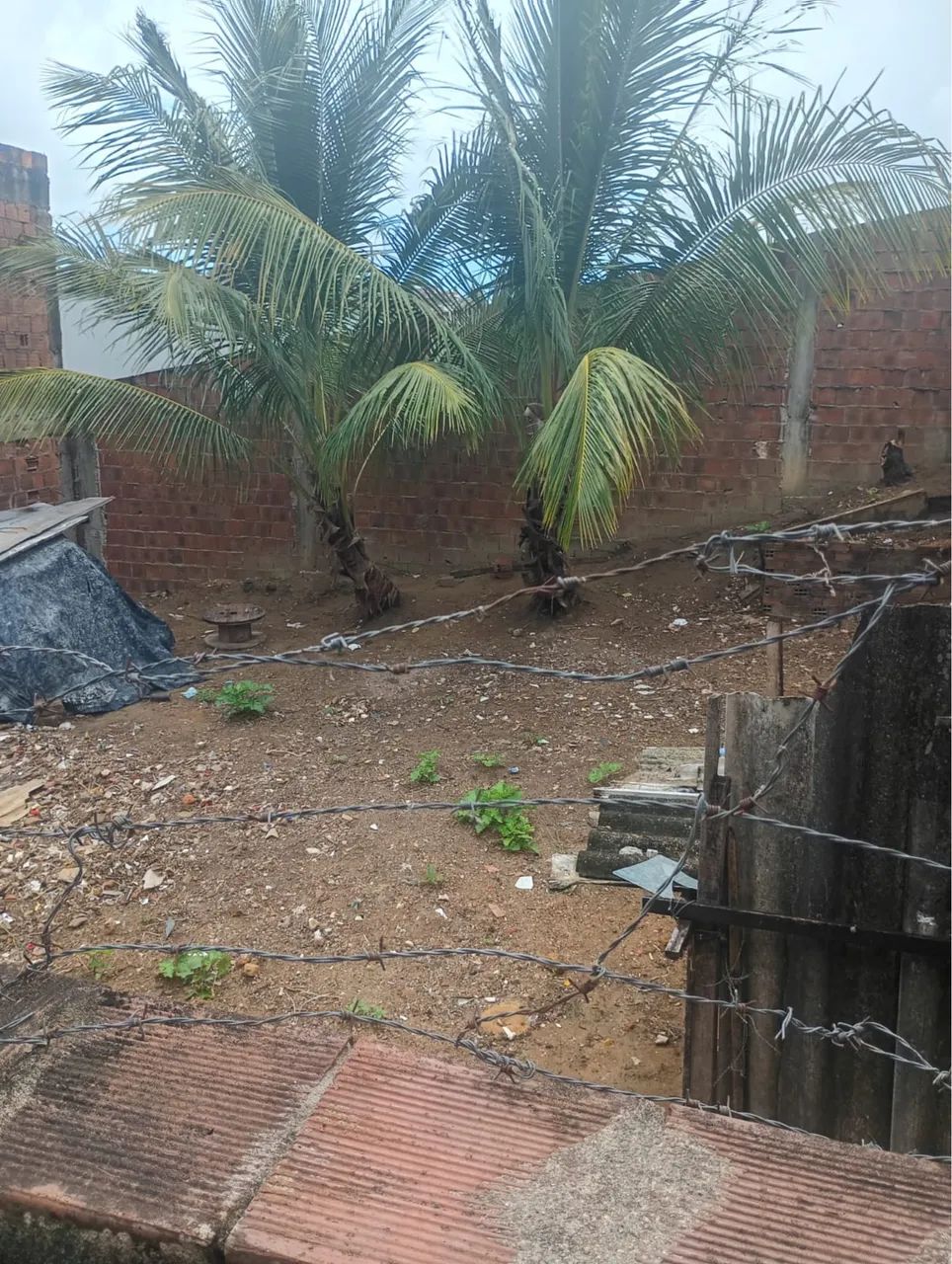 Foto - Recife - Passarinho