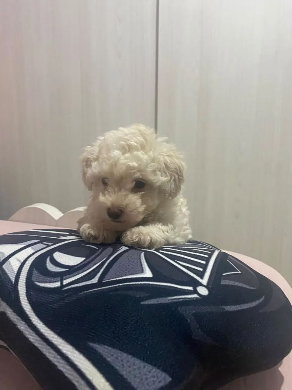 Poodle  toy - Foto 2