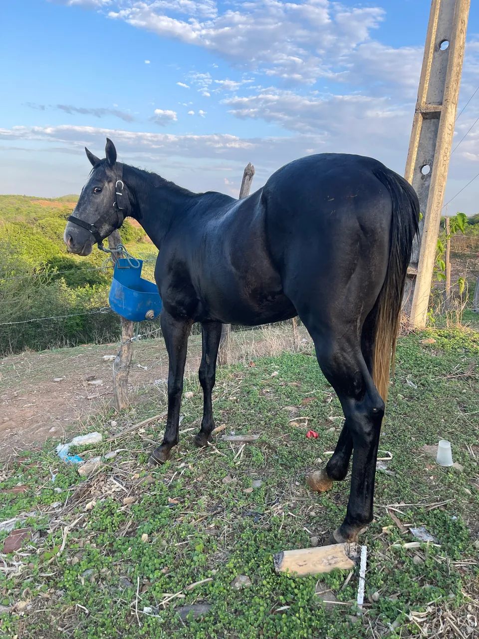 Potro Quarto de Milha com Documento  - Foto 3