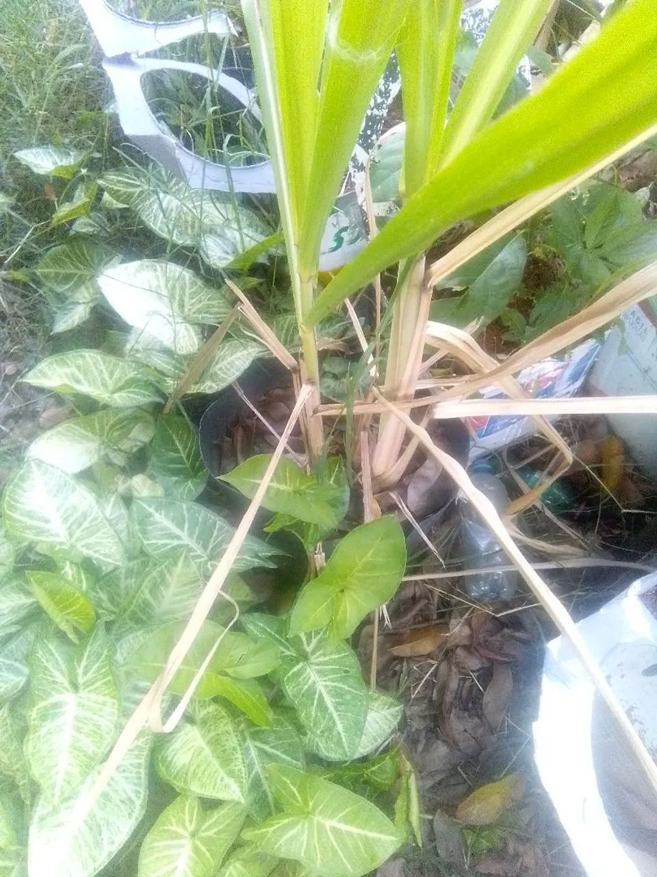 Muda de cana - Foto 4