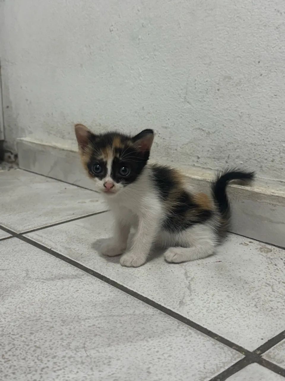 GATINHOS PARA ADOÇAO - Foto 5