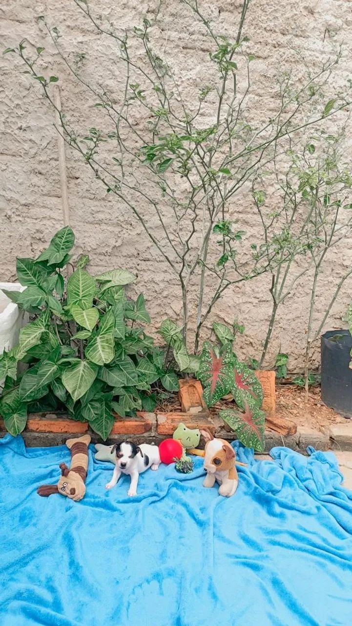 Pinscher n° 0. - Foto 4