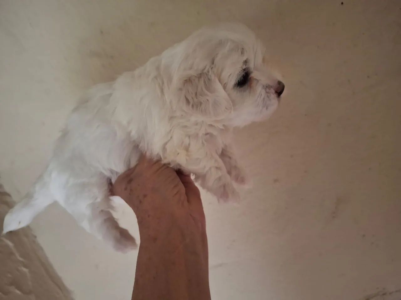 Maltês mini  - Foto 2