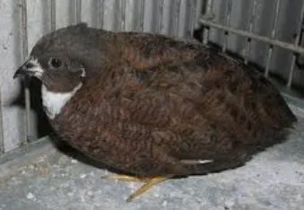 Codornas Chinesas - Foto 2