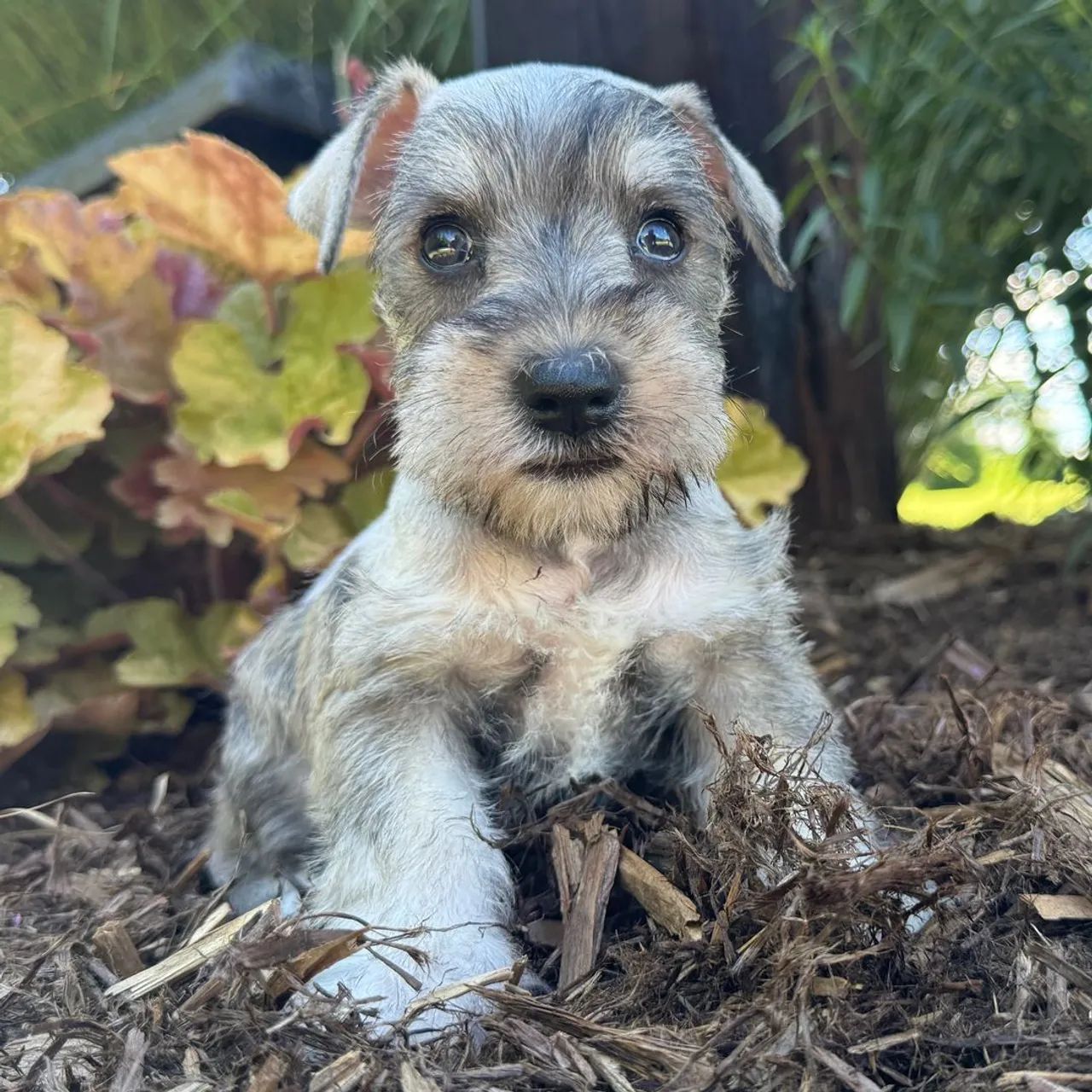 Schnauzer Miniatura | Perfeitos