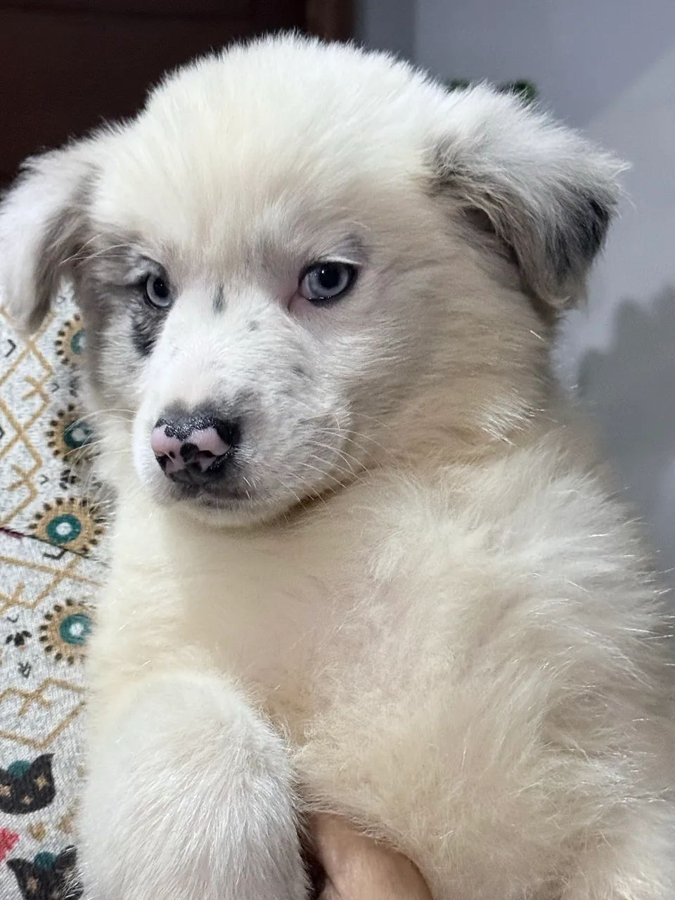 ULTIMO FILHOTE de Border Collie  - Foto 2