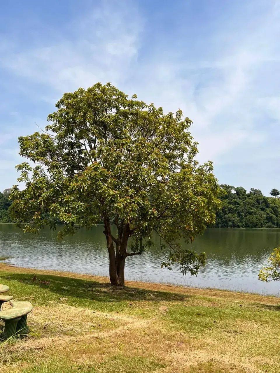 Sitio á venda em Itai SP - Foto 5