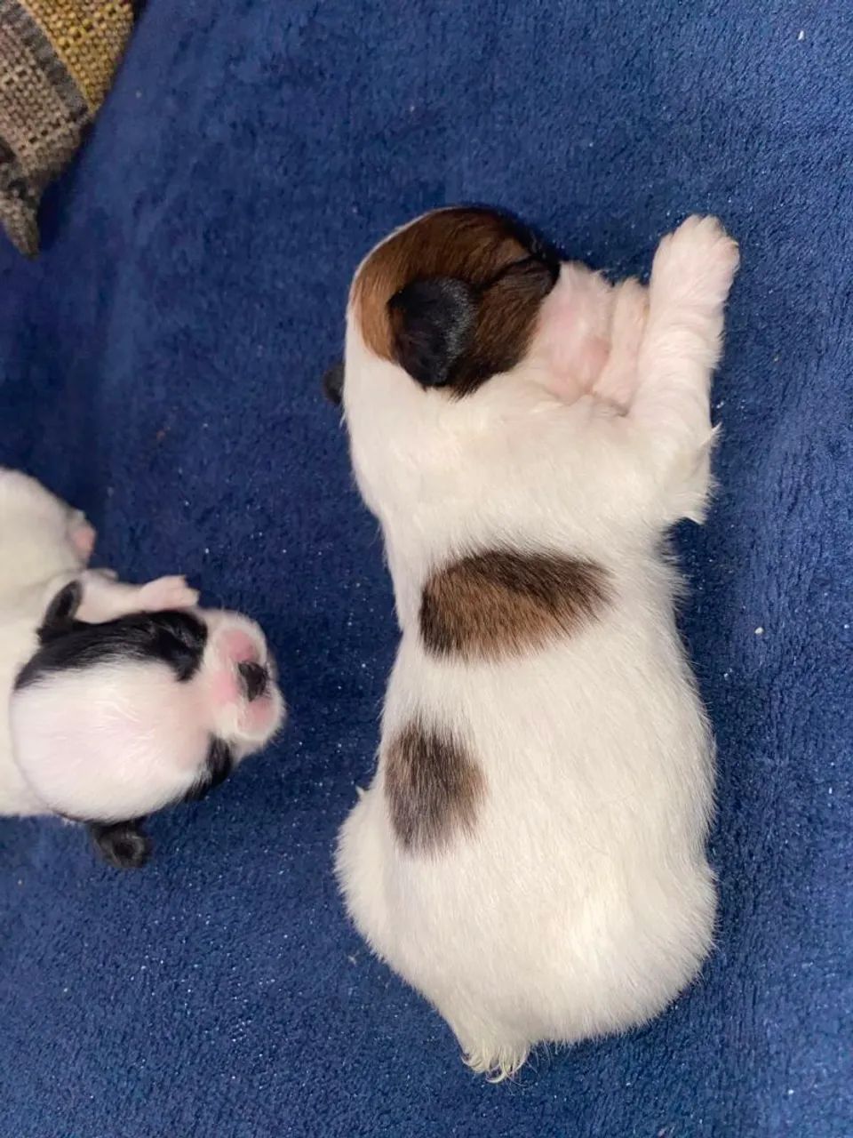 Shih-tzu  - Foto 4