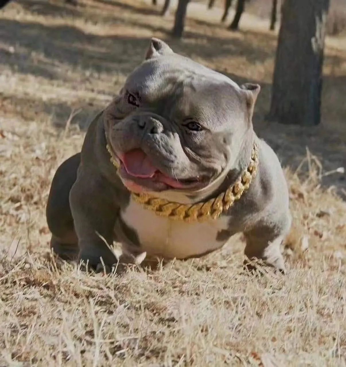 American Bully - Um Parceiro Leal E Dedicado 