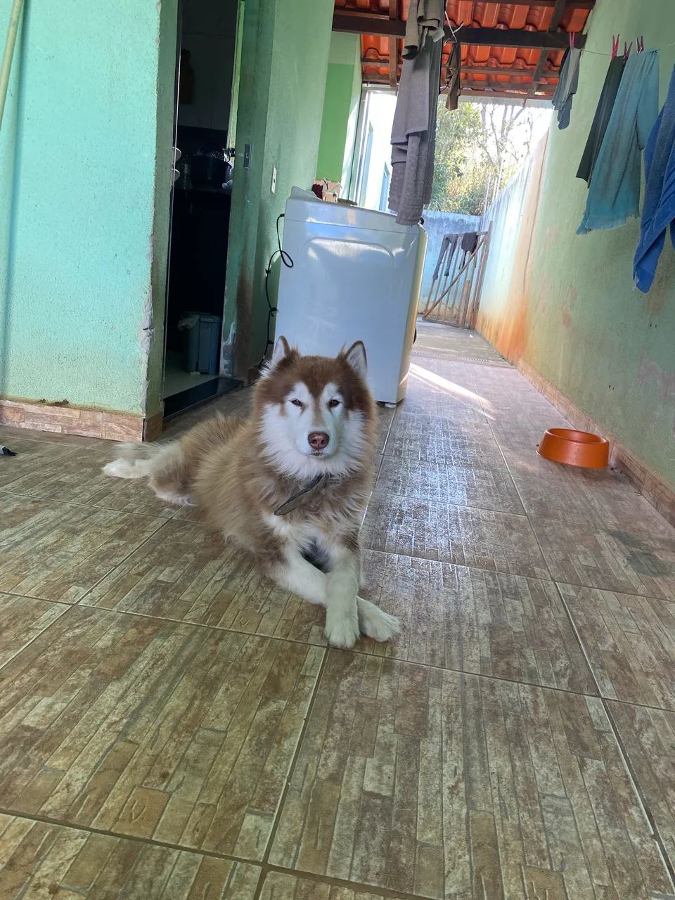 Cachorro  - Foto 3