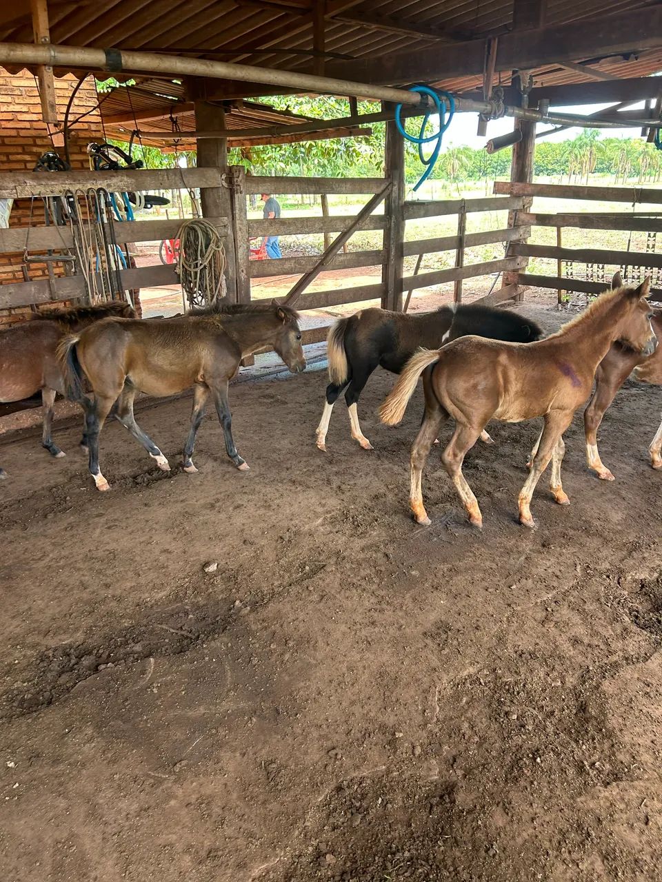 Pôneis lote  - Foto 4