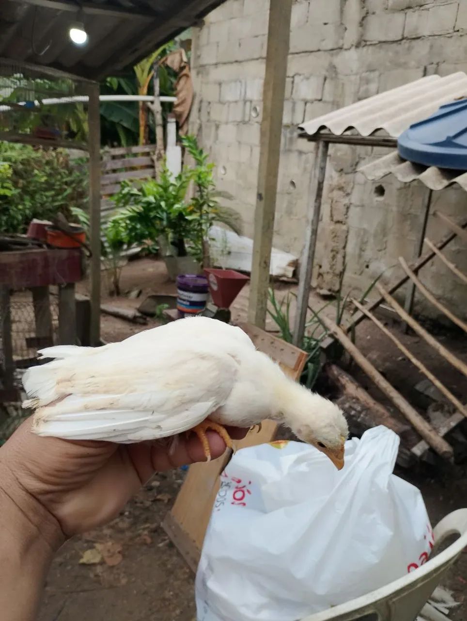 Galinha Galizé  - Foto 2
