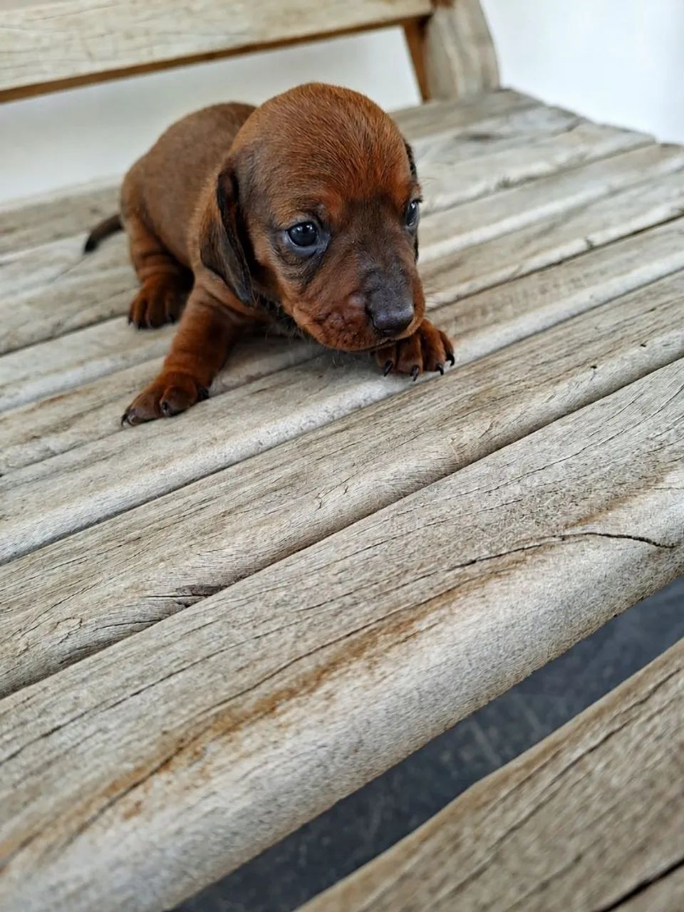 Dachshund filhotes - Foto 5