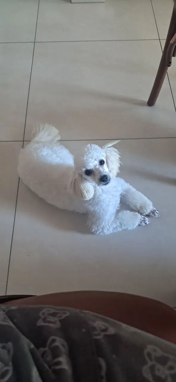 Poodle fêmea 8 meses - Foto 3