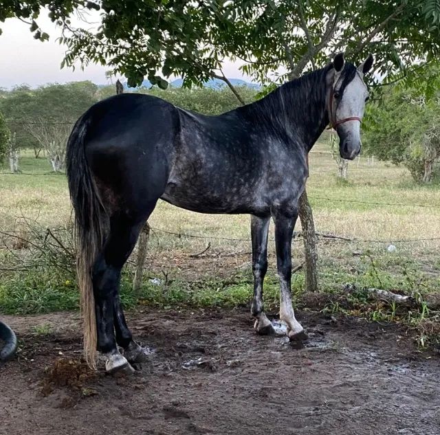 CAVALO Mangalarga Tordilho - Foto 3