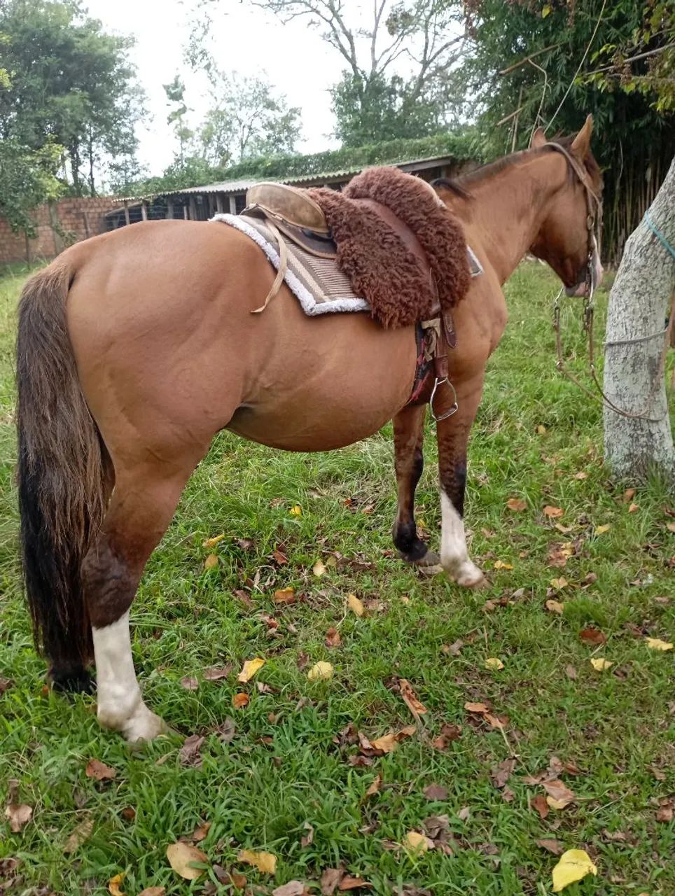 BARBADA, LINDO BAGUAL, CONFIRMADO MUITO MANSO.