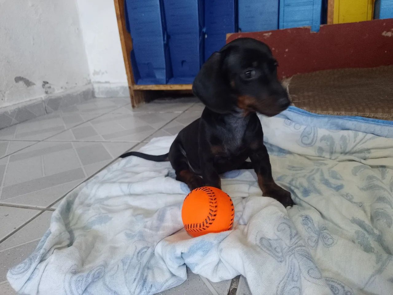 Cachorra Salsicha.  - Foto 5