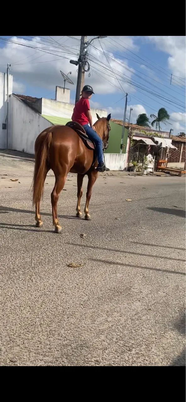 Potra quarto de milha  - Foto 2