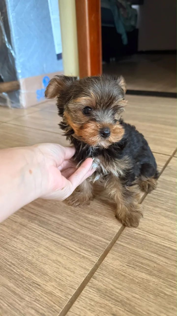 Yorkshire Terrier  - Foto 2