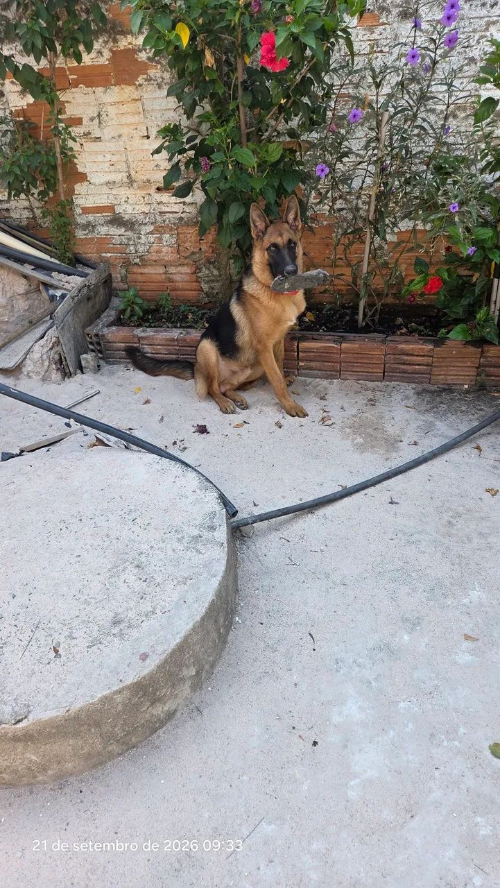 Cachorro pastor alemão  - Foto 3