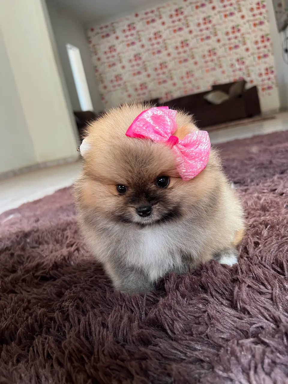 Fêmea Lulu da pomerania 